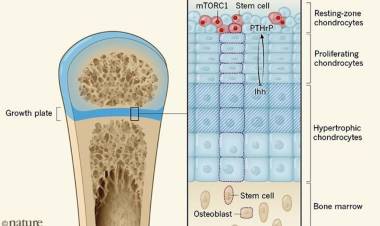 A newfound immature microorganism that keeps bones developing